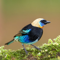 Golden-hooded Tanager